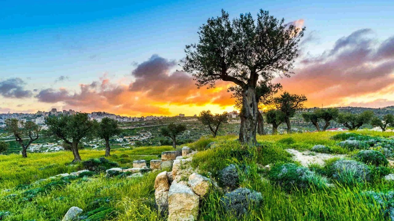 Champ des bergers Israël Oasis