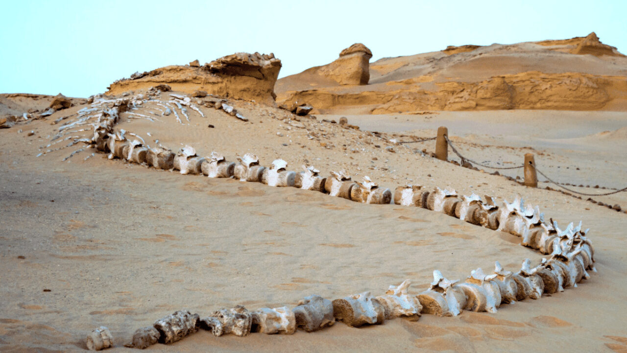 Baleine ossements Wadi El Hitam