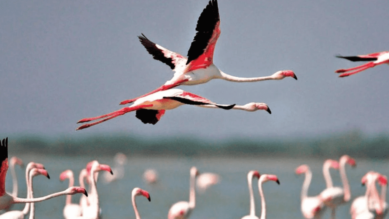 Egypte voyage développement personnel lac Qaroun flamand-rose