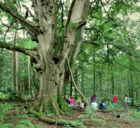 Chêne dans la forêt de merlin Angleterre Oasis