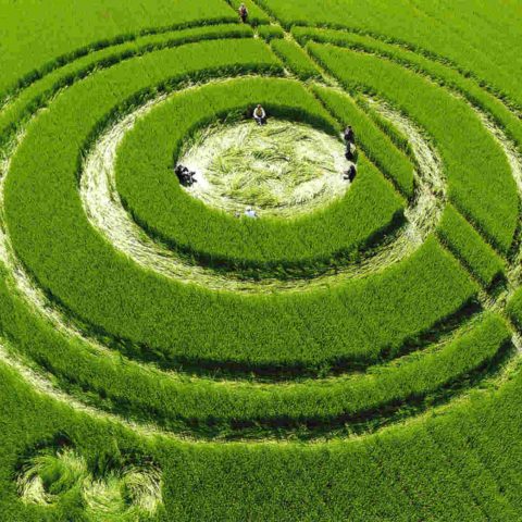 Expérience au coeur des crop circles Angleterre Oasis