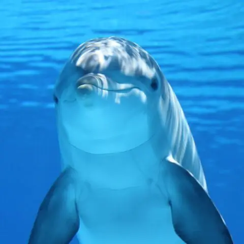 dolphin