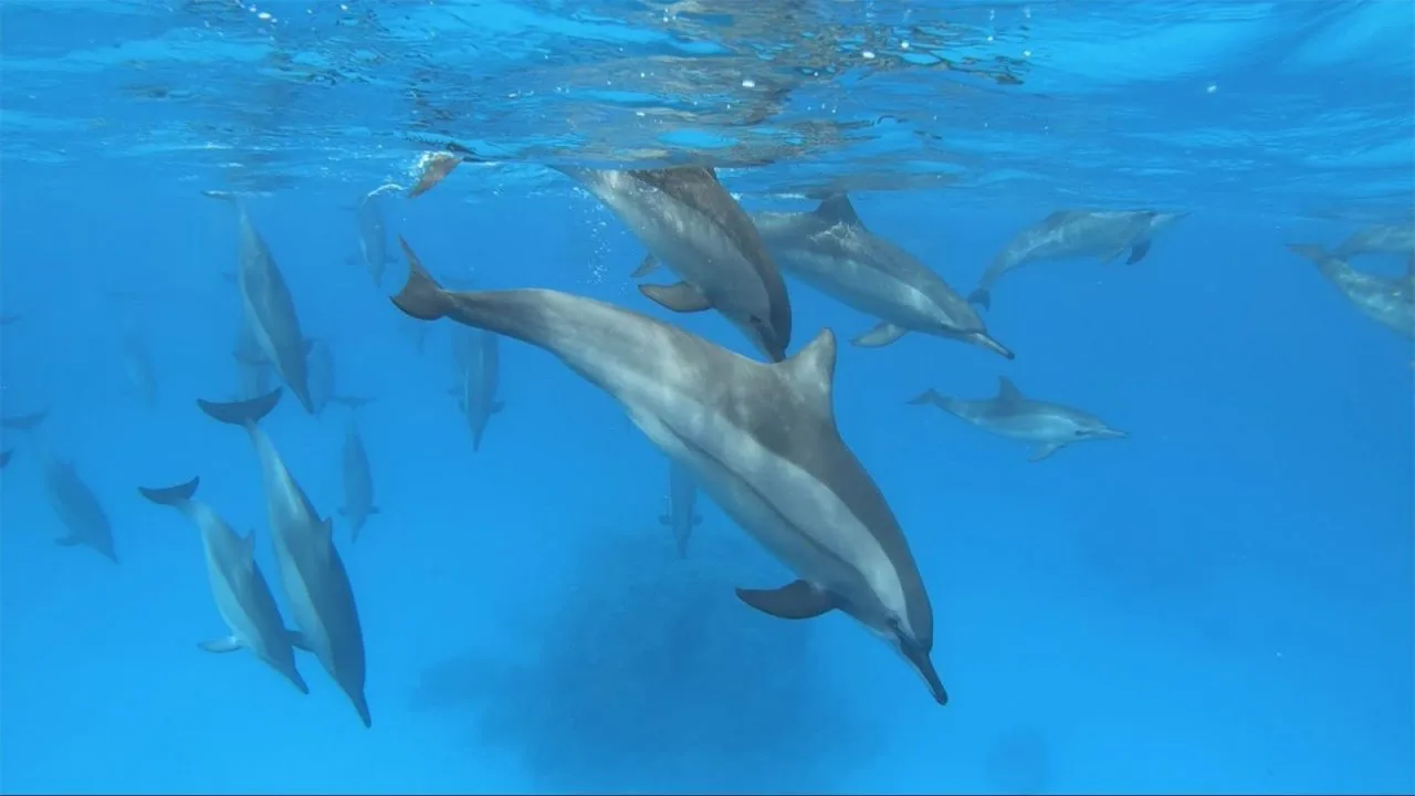 Nage dauphins libres Egypte Oasis