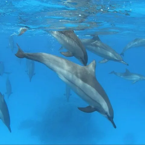Nage dauphins libres Egypte Oasis