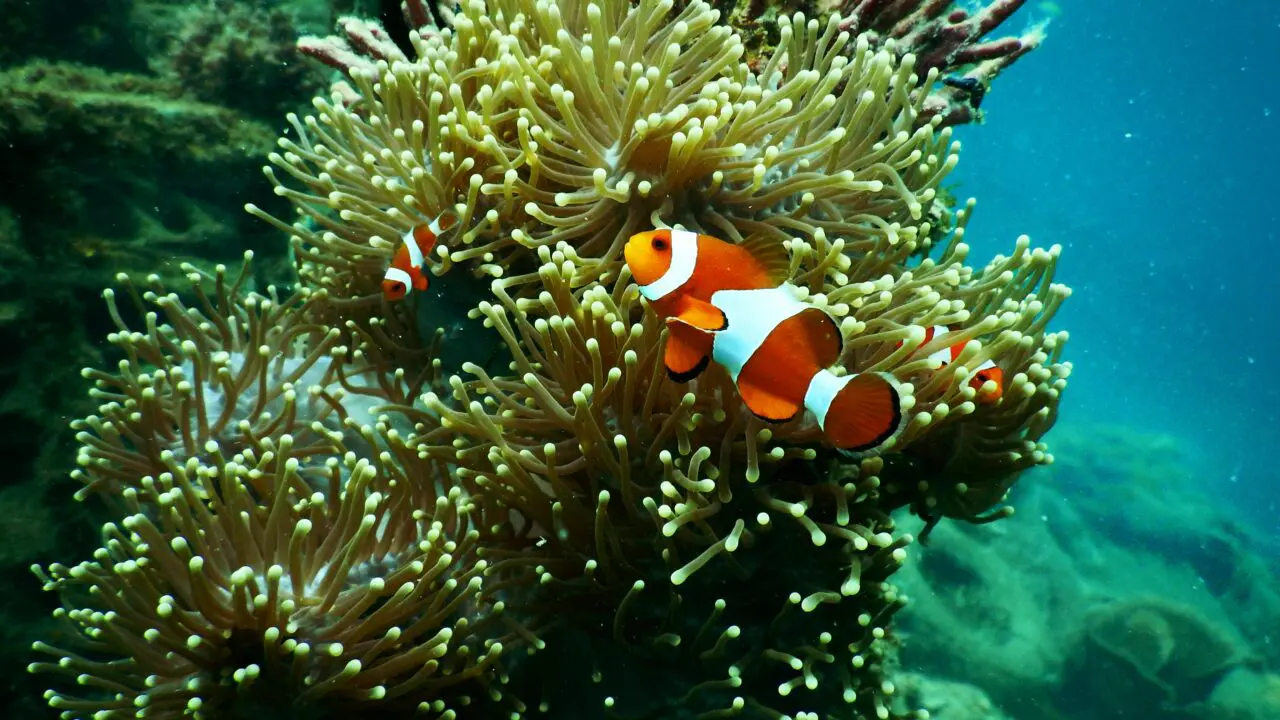 nemo en mer rouge