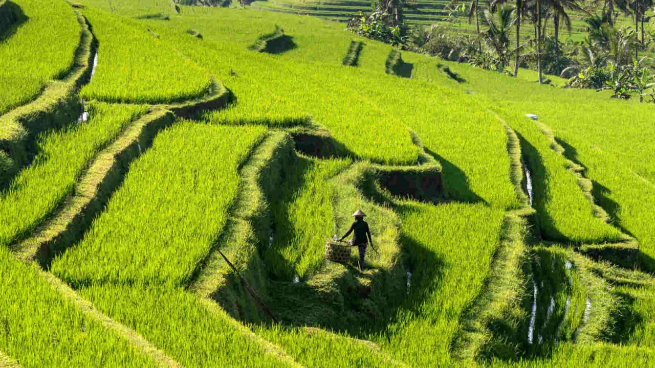 Beauté des rizières à Bali voyage spirituel Oasis