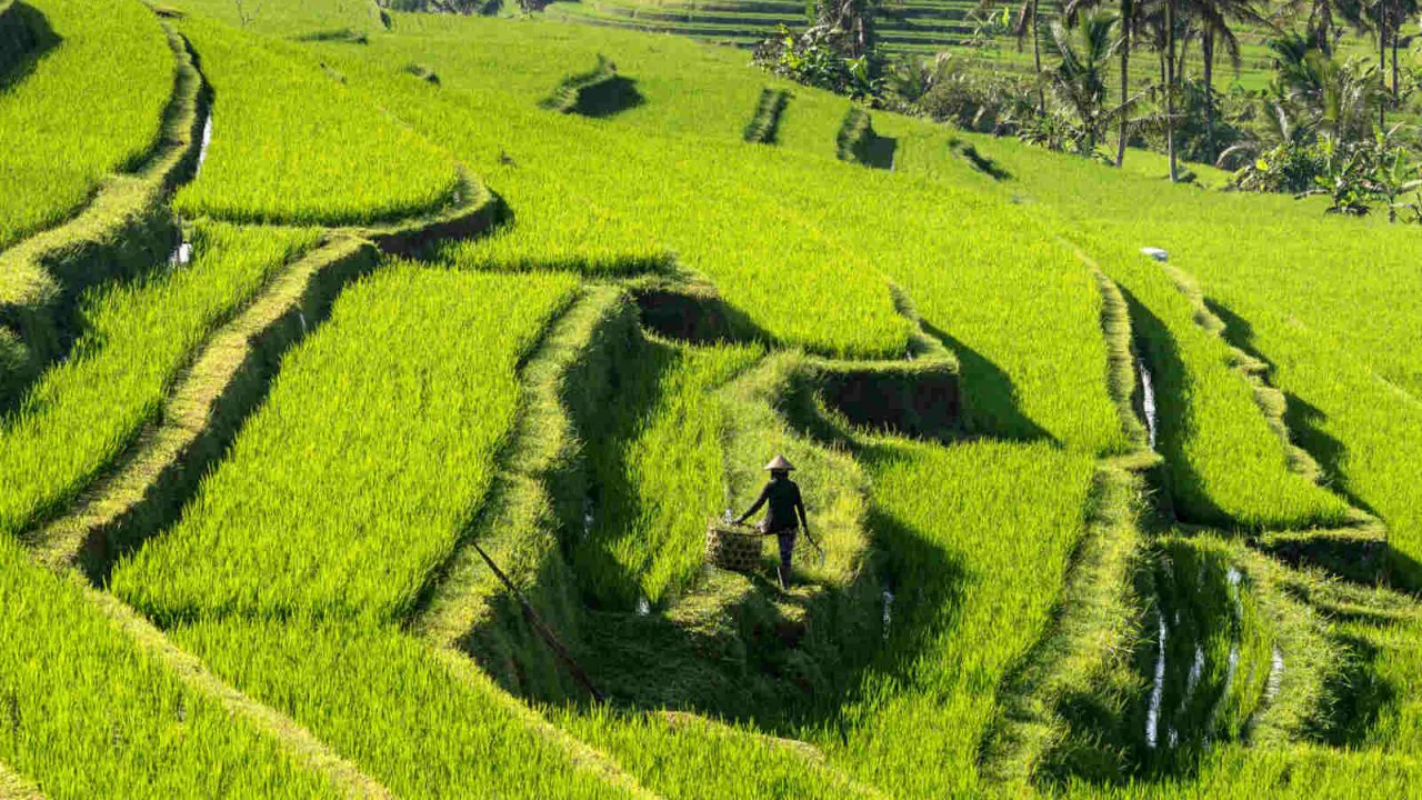 Bali - rizières