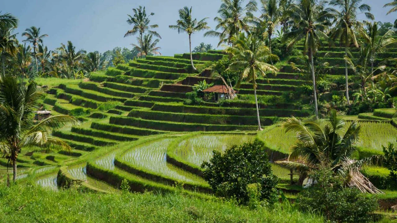 Sublimes rizières de Bali Oasis