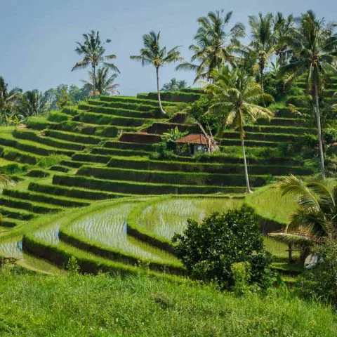 Sublimes rizières de Bali Oasis
