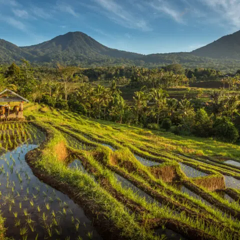 Bali - rizières Jatiluwih
