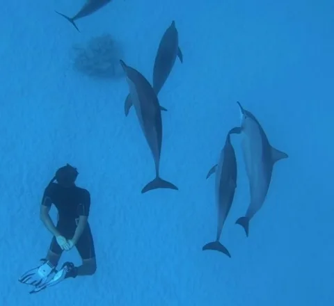 Approche dauphins Sataya Egypte Oasis