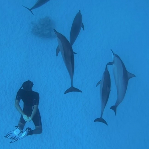 Approche dauphins Sataya Egypte Oasis