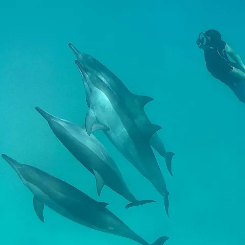 Danse dauphins Mer Rouge Oasis