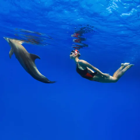 Séjour spirituel : une rencontre inoubliable avec les dauphins libres dans leur espace sacré