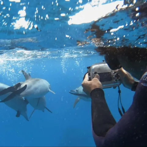 Découverte dauphins Sataya Oasis