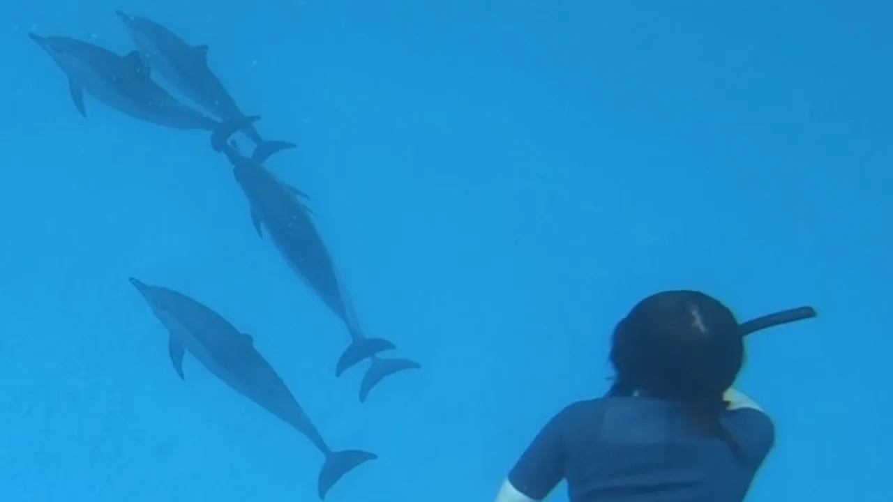 Rencontre dauphins Mer Rouge Oasis