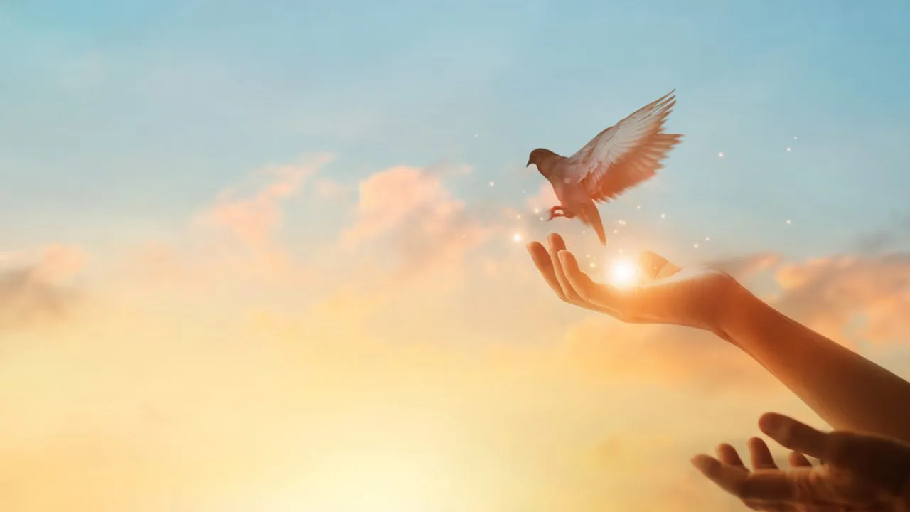 Mains tendues et envol d'un oiseau, Oasis