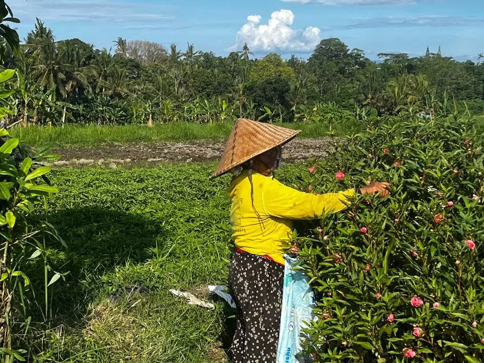 Bali - rizières