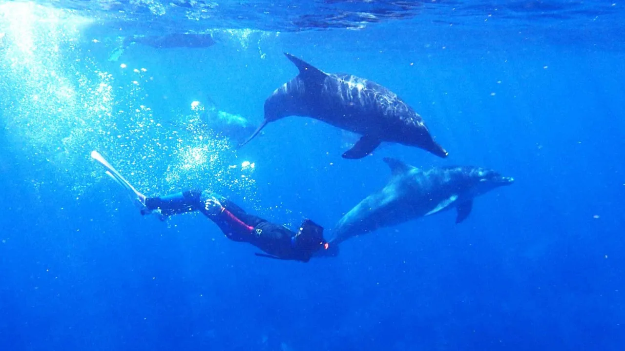 Voyage rencontre dauphins libres Oasis