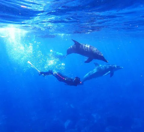 Voyage rencontre dauphins libres Oasis
