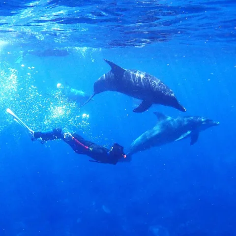 Voyage rencontre dauphins libres Oasis