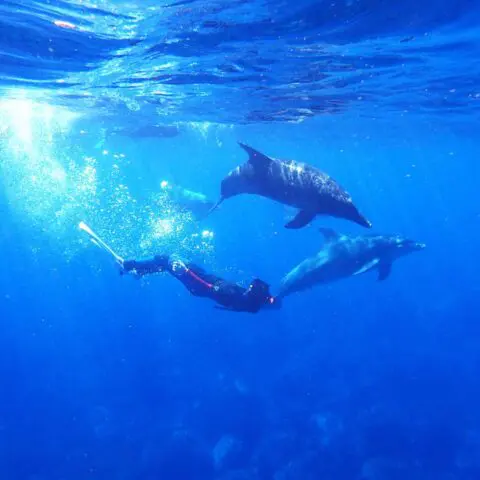 Voyage rencontre dauphins libres Oasis