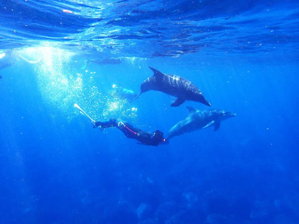 Nager avec les dauphins libres