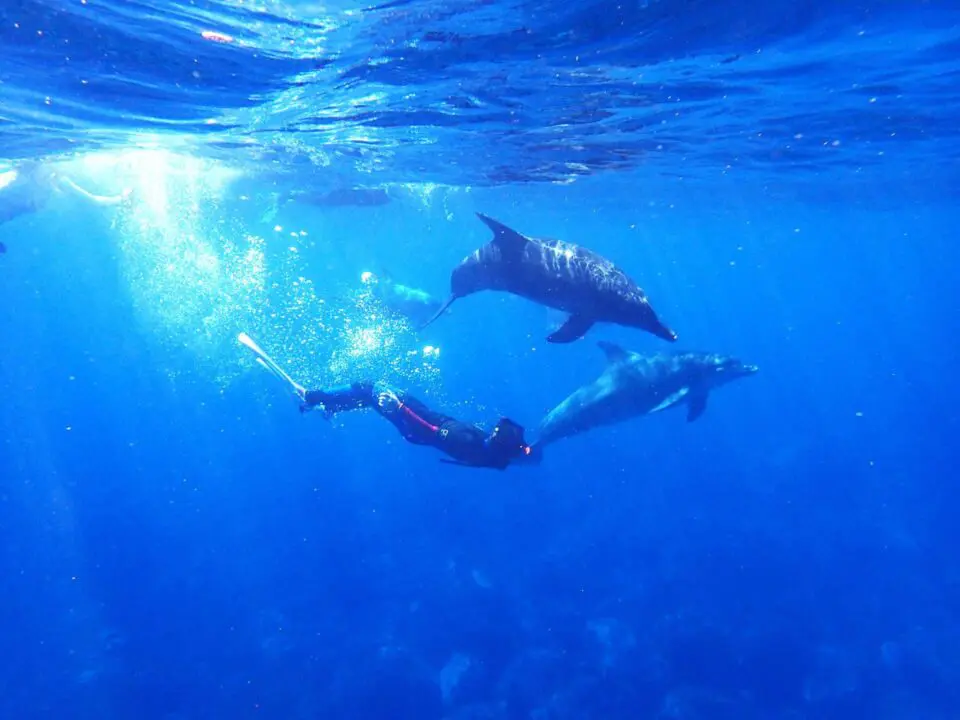 Pourquoi les dauphins nagent-ils devant les bateaux