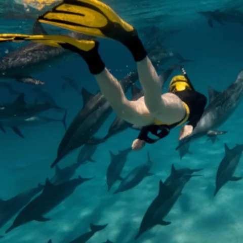 Une croisière en conscience unique : l'expérience de la rencontre avec les dauphins libres