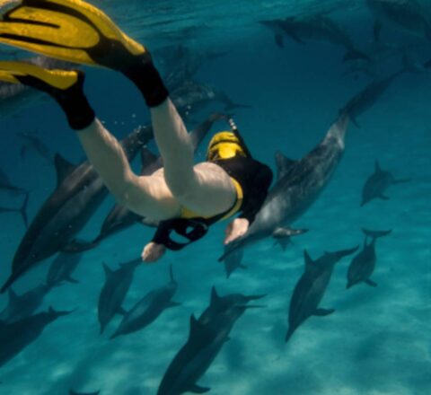 Approche stenelles Mer Rouge Oasis