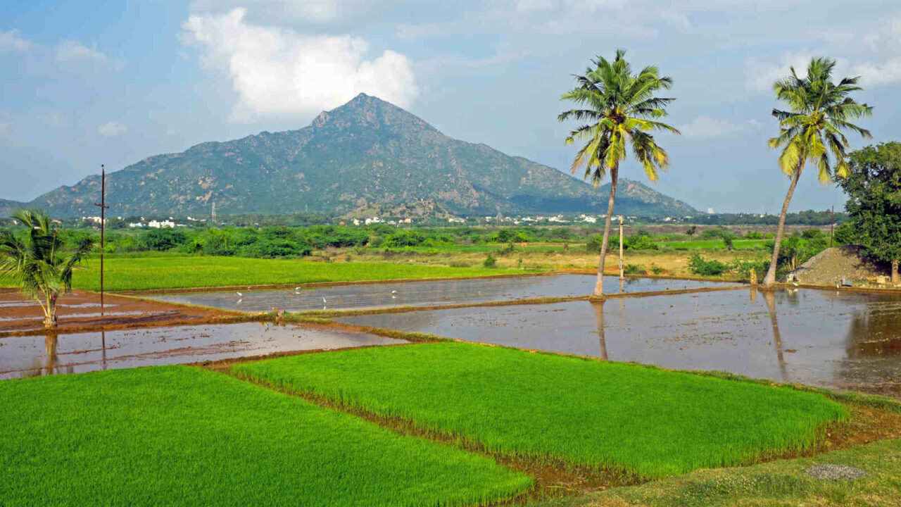 Arunachala retraite spirituelle Inde Oasis