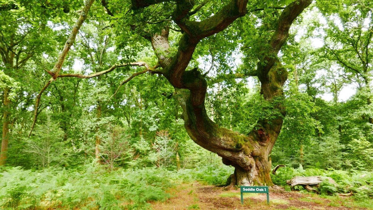 Crop circles circuit conscience forêt Merlin arbre