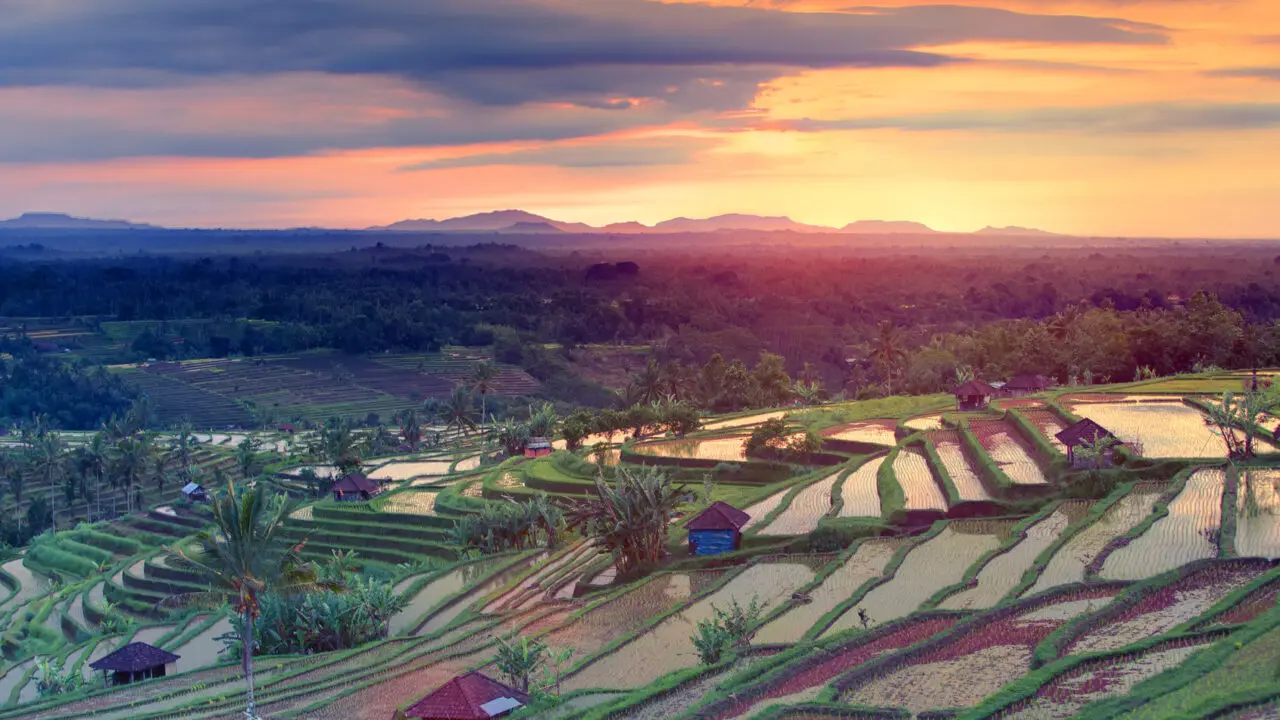 Bali - rizières