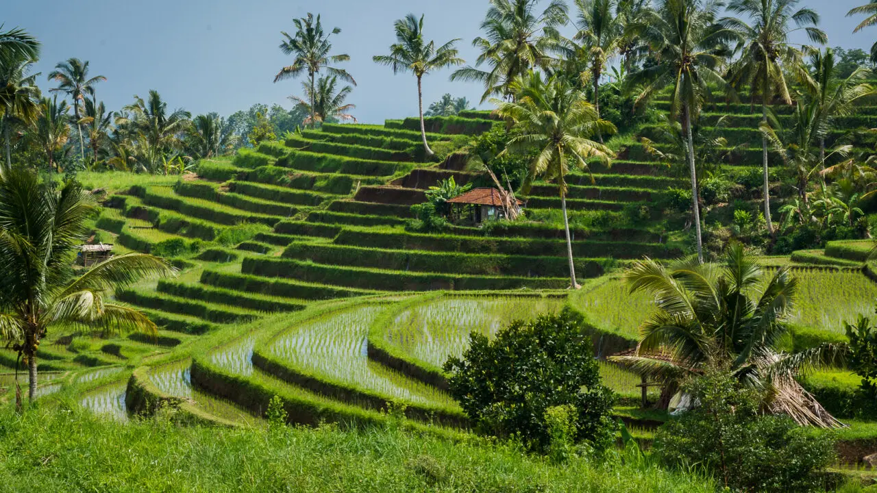 Bali - rizières