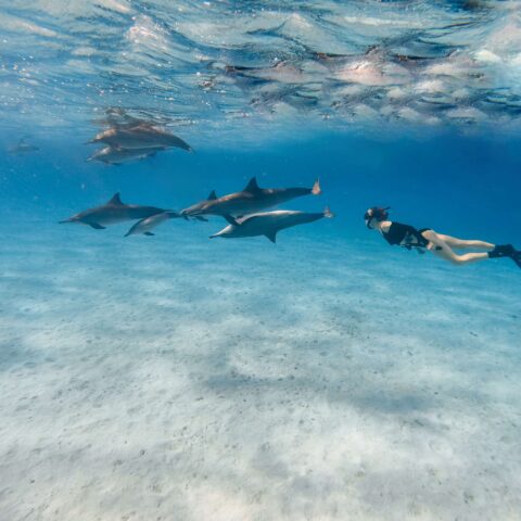 Mer rouge Dauphins