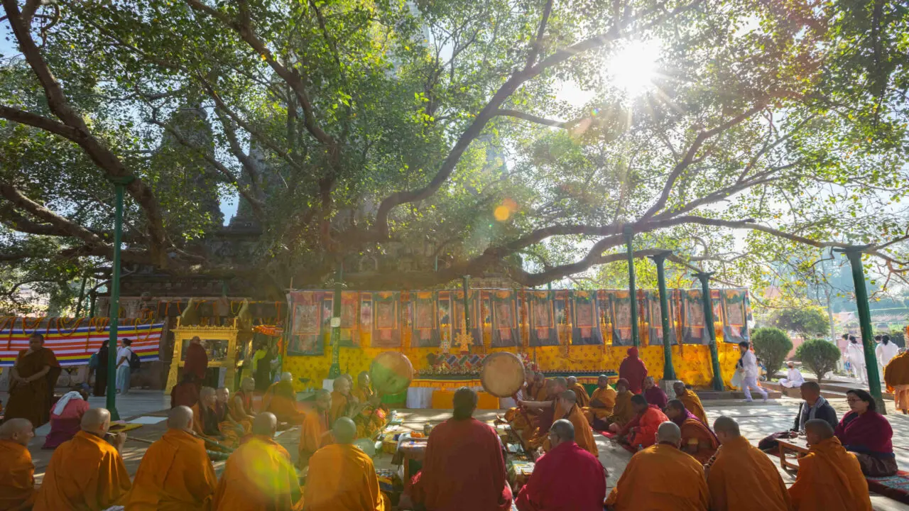 Arbre sacré de la bodhi Bodhgaya Oasis