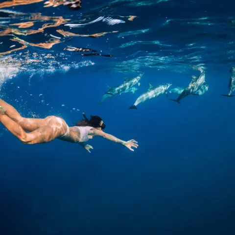 Rencontrez les dauphins libres dans leur espace sacré