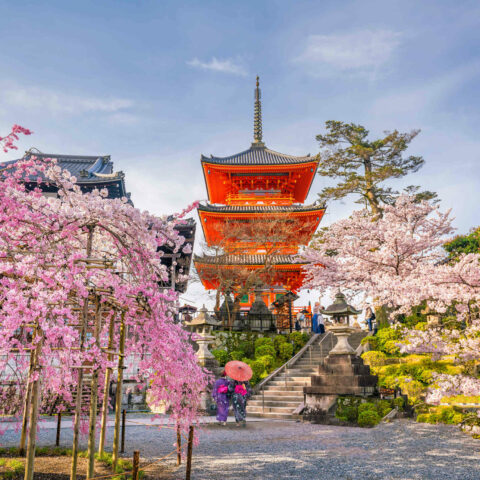 Japon Kyoto Temple printemps cerisiers Oasis