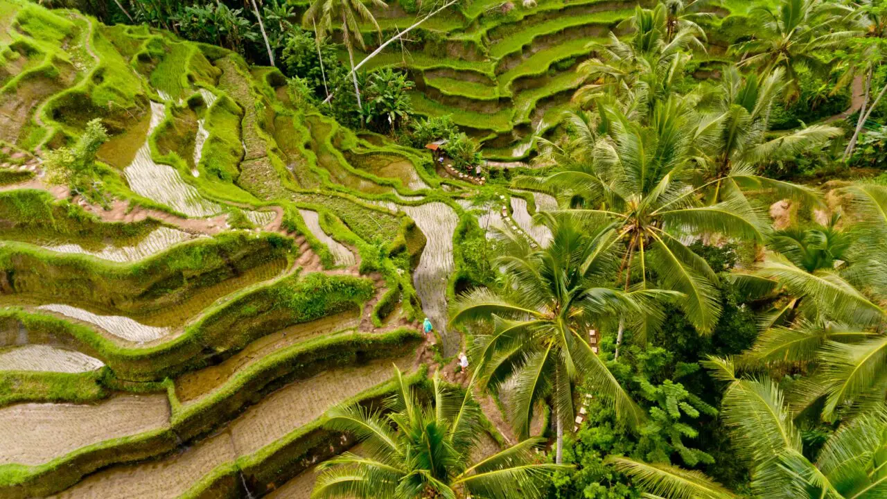 Bali - rizières
