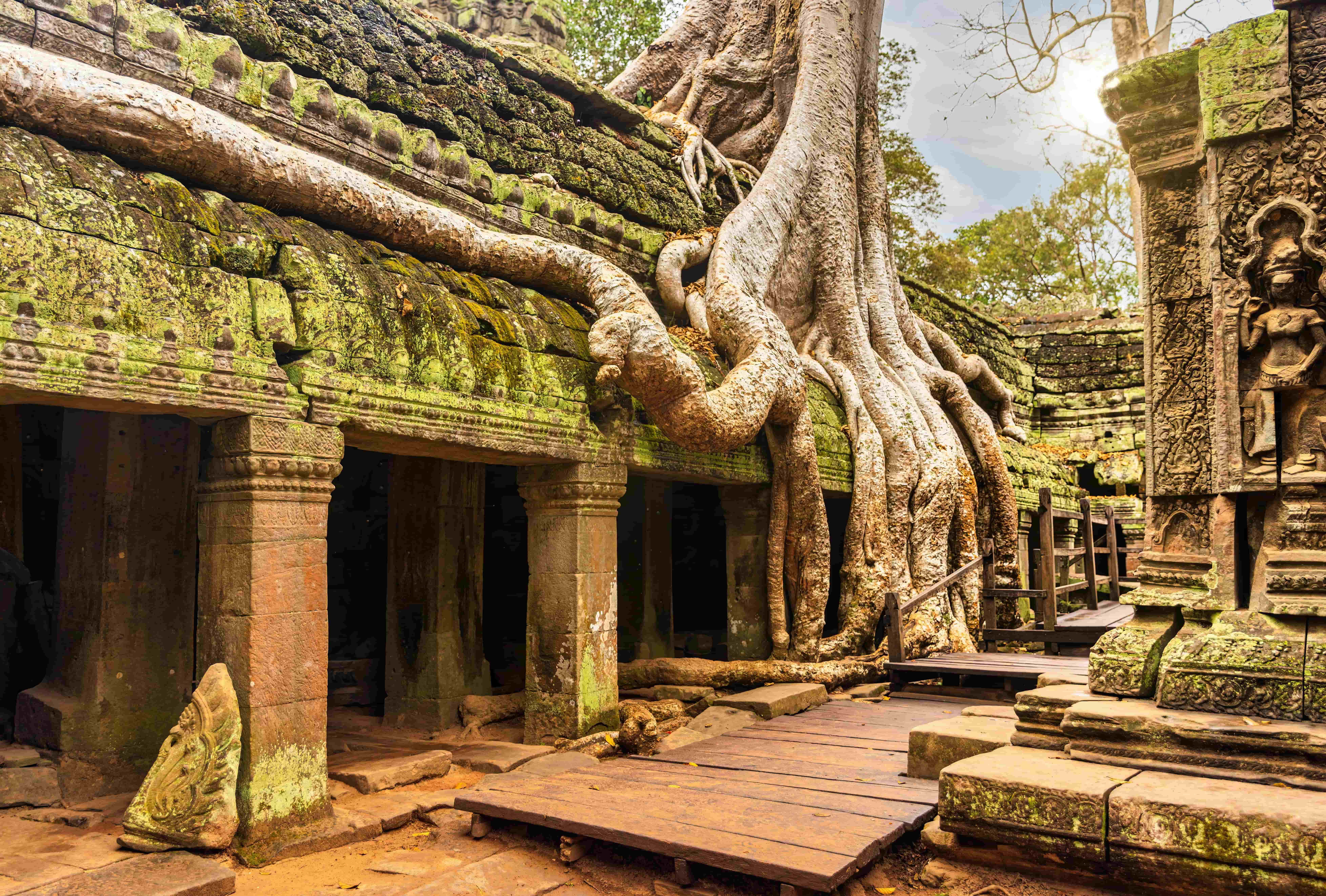 Temple Ta Prohm Cambodge