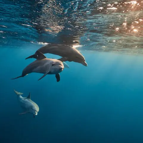 dauphins dans la mer