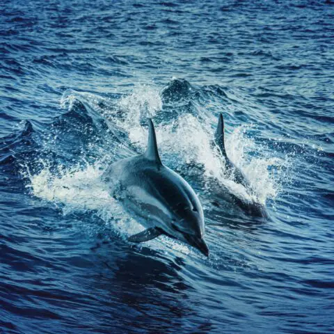 dauphins_nage