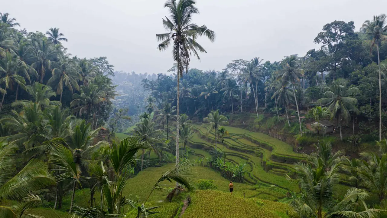 Bali - rizières