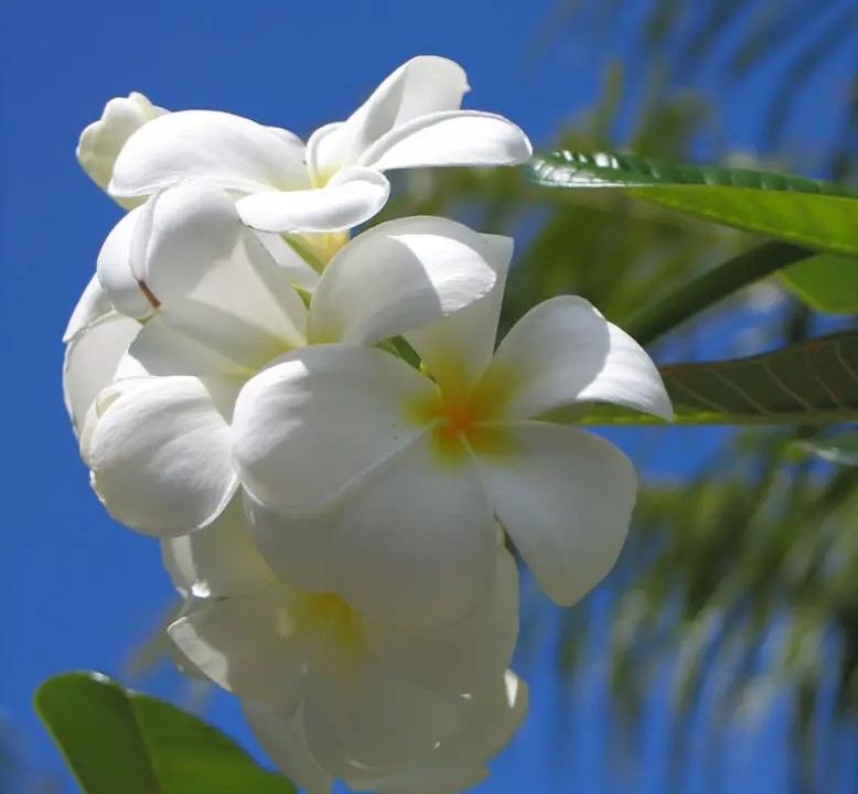 bora-bora-fleur-frangipanier