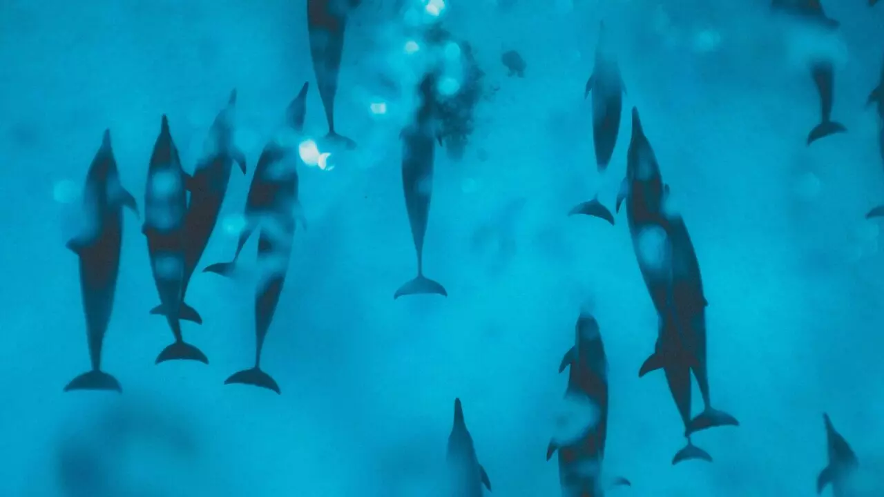 Croisière dauphins en Mer Rouge - dauphins